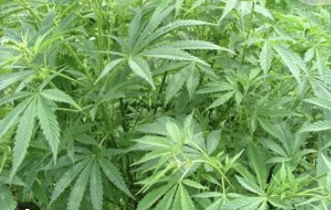 "  (Cannabis)भांग की नियंत्रित खेती प्रदेश की खस्ता अर्थ व्यवस्था में प्राण फूंकेगी ?